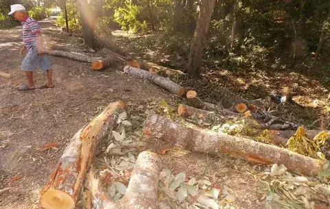 Investigarán tala de árboles en Cerro Hoya