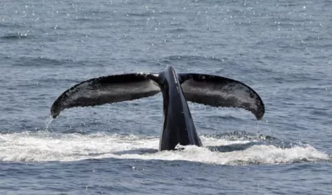 Hablarán de los cetáceos en Panamá, en el Parque Natural Metropolitano
