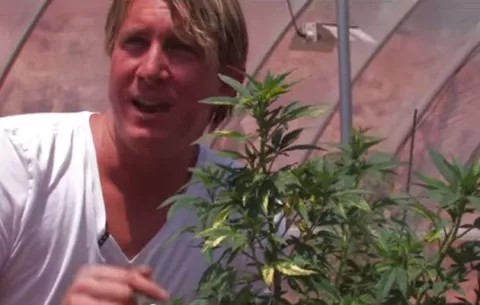 Florida aprueba uso de marihuana, con limitaciones