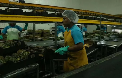 Panamá inicia exportación de piñas a la República Popular China