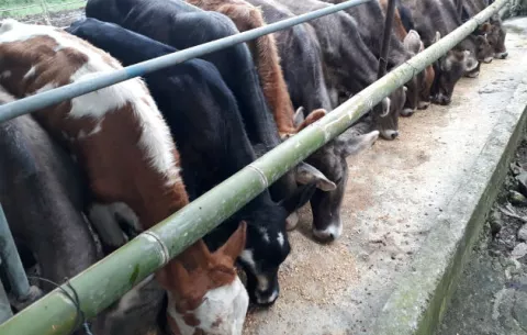Se quedaron sin reactivos para prueba de brucelosis en Chiriquí