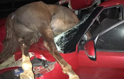 Joven conductor se estrelló con un caballo en el sector de la Pita en Chiriquí