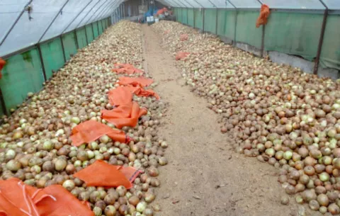 Escasez de cebolla ocasionará que haya un aumento en el precio para el consumidor