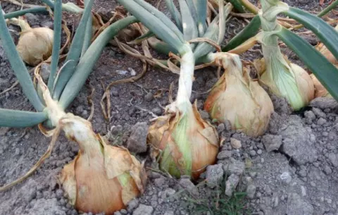Sigue bajando la producción de cebolla en Tierras Altas, Chiriquí