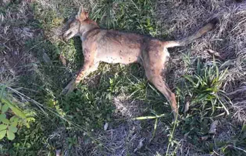 Coyotes atacan el ganado y la cría de aves en Macano de Boquerón