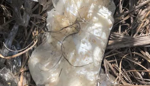 Senafront ubica droga durante limpieza de Playa La Barqueta en Chiriquí