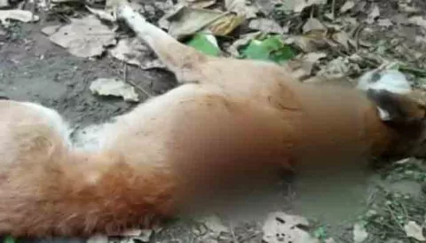 Hombre mata a machetazos a un perro en El Tejar  en Chiriquí