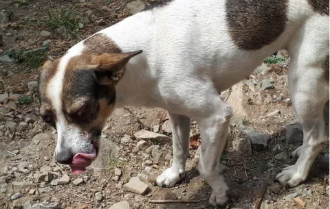 Investigarán a personas que causaron ceguera con 'bombitas' a un canino en Gualaca, Chiriquí