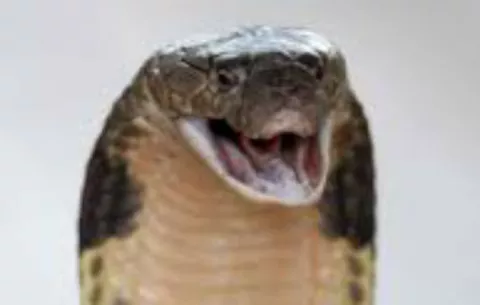 Capturan viva en Alemania a una cobra fugada hace cinco días de un terrario