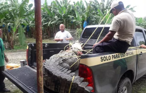 Trabajadores atrapan un enorme cocodrilo en una bananera de Bocas del Toro