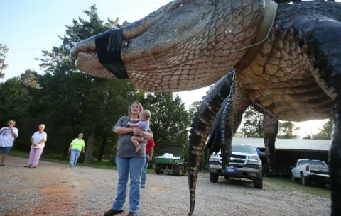 Cazan cocodrilo de mil libras en el sur de Alabama