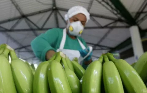 Colombia exportará a China 40 millones de dólares anuales en banano