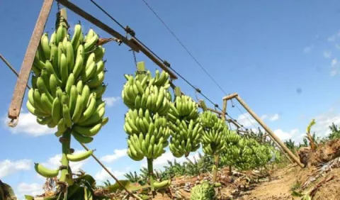 Colombia en alerta por posible presencia del "mal de Panamá" en zona bananera