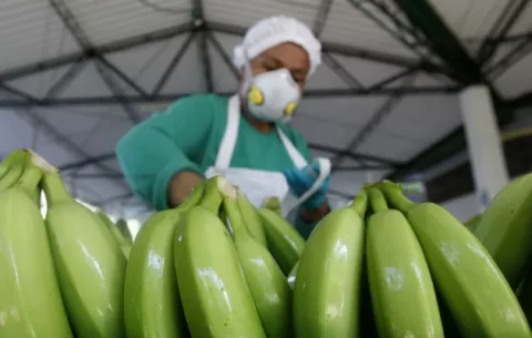 Colombia tiene 150 hectáreas afectadas con el hongo Fusarium Raza 4 Tropical
