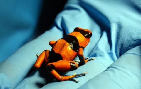 Decomisan en Bogotá 216 ranas venenosas que serían enviadas a Alemania