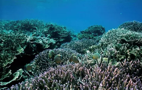 El blanqueo en la Gran Barrera de Coral afecta al 95% de la zona norte