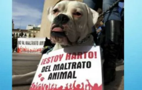 ¡Repugnante! Hombre en Cuba torturaba perros y lo difundía en internet 