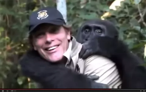El amor de este gorila por quien lo crió capta corazones en YouTube