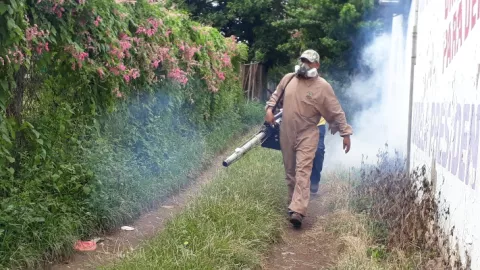 Confirman más de 150 casos de dengue en Herrera