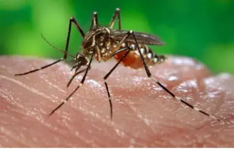 Confirman la séptima muerte por dengue 