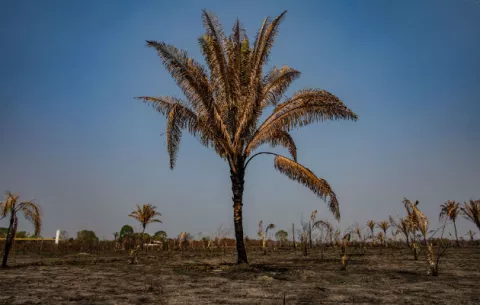 Amazonia corre el riesgo de iniciar ciclo autodestructivo