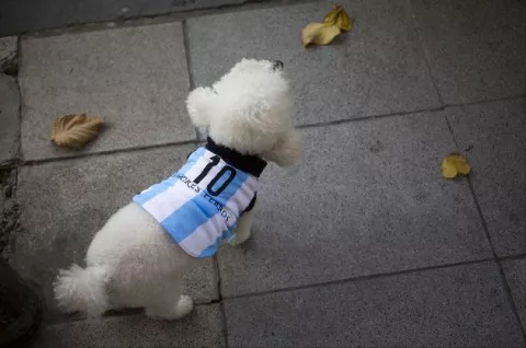 Mundial: Argentina con fanáticos de cuatro patas 