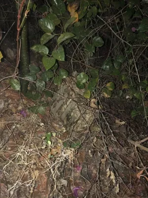 Más droga y un detenido en la Ermita de San Carlos 