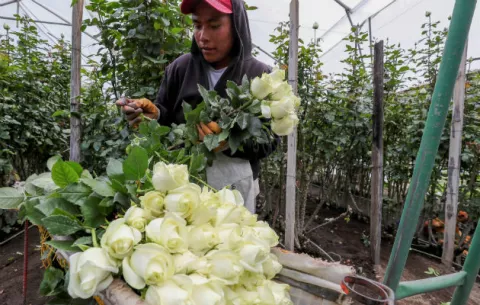 Rosas de Ecuador, preparadas para enamorar a medio mundo en San Valentín