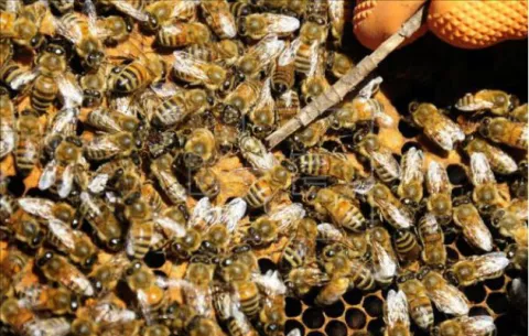 Las abejas son capaces de hacer sumas y restas revela estudio científico