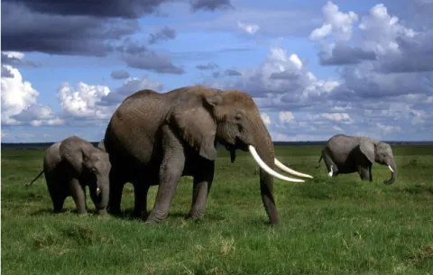 Supervivencia del elefante en regiones de África está en grave riesgo