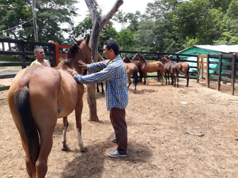 Ministerio de Salud declara alerta sanitaria por brote de Encefalitis Equina en Darién