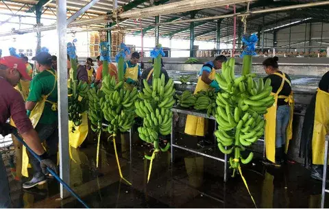 Inicia exportación de tres mil cajas de banano hacia Estados Unidos