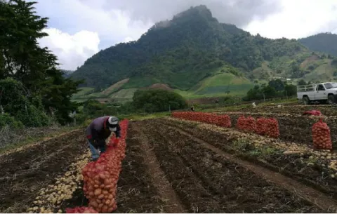 Proponen devolver plata del Feci al agro