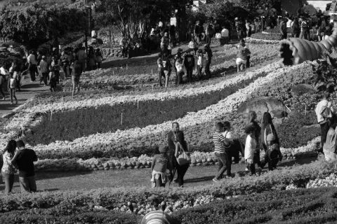 La Feria de las Flores y del Café
