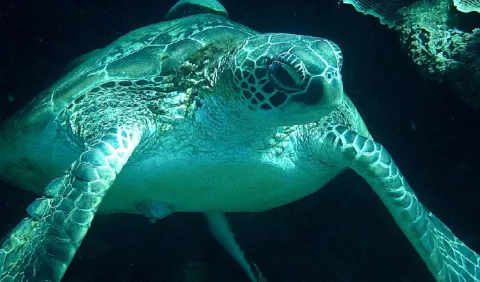 Todo está  listo para el Festival de las Tortugas