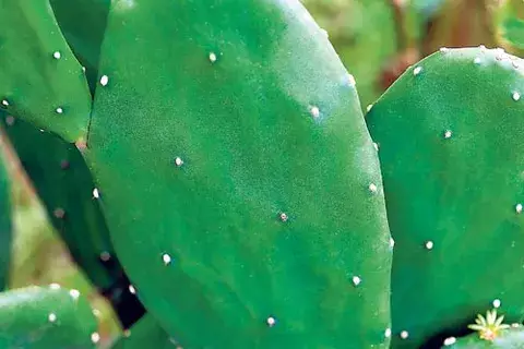 El cactus,  especie  codiciada  por su belleza natural 