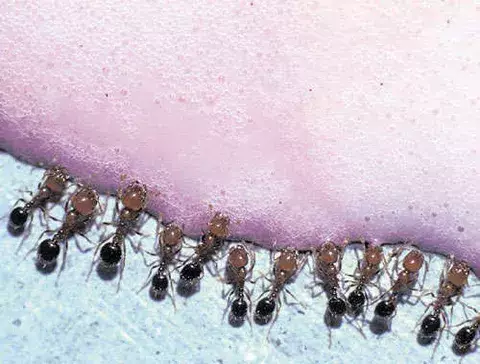 Combata las  plagas y alimañas que afectan  frecuentemente su hogar  