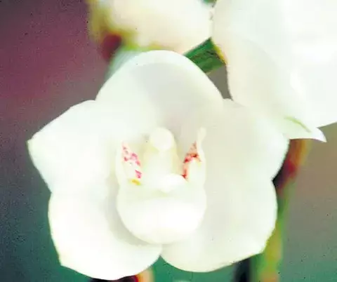 Flor del Espíritu Santo, la reina de las orquídeas panameñas 