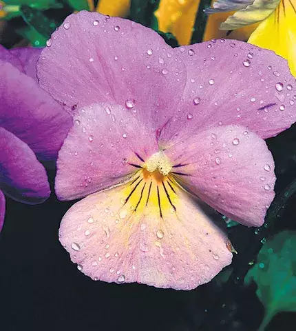   Violetas, una planta elegante y sofisticada  