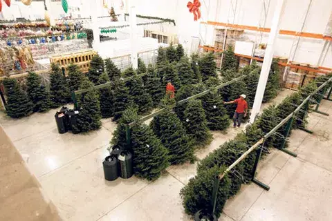Trucos para mantener fresco  su árbol de Navidad 