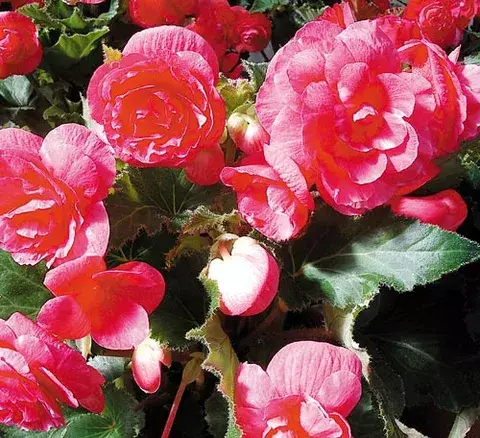  Las begonias, plantas de gran valor decorativo 