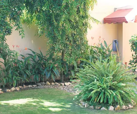 Plantas y flores fáciles de sembrar y de mantener 