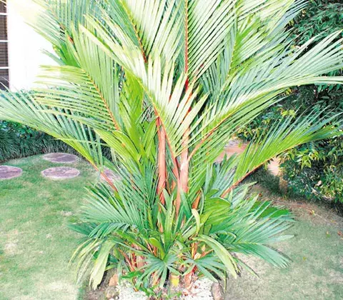 Un rincón tropical 