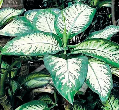 Dieffenbachia, la planta del dinero 
