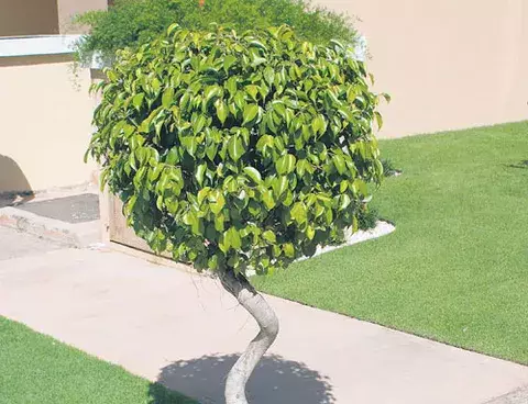 Con un aire místico y mágico 