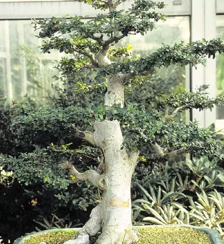 Bonsái, una planta excepcional 