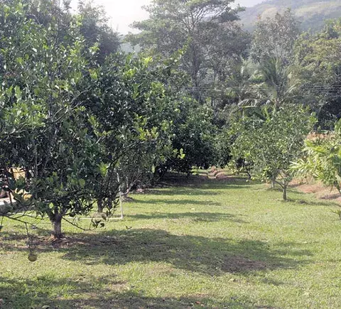 Árboles que revitalizan el espacio verde de su hogar 