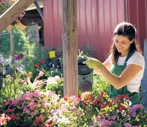 Cultivando rosas 