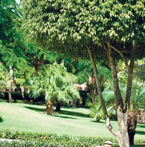 Para un jardín sano 