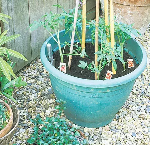  Un jardín de  dulces aromas y de  plantas curativas  